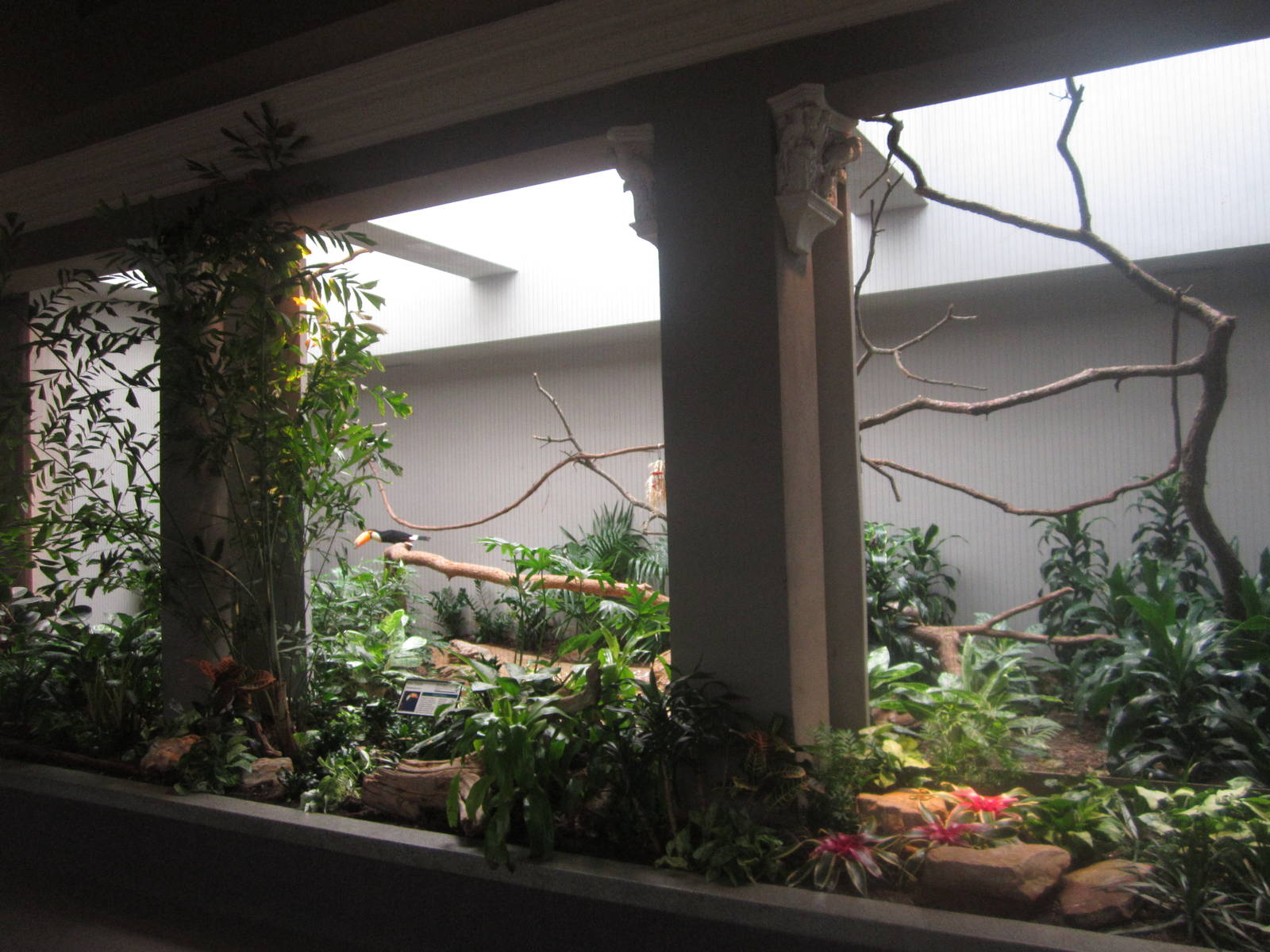 Aug. 2012-Toco Toucan exhibit