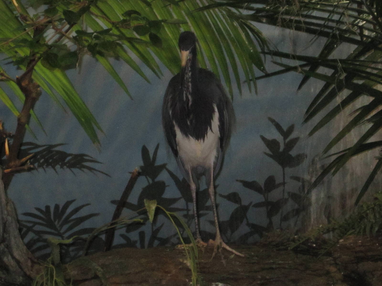 Aug. 2012-Tri-colored Heron