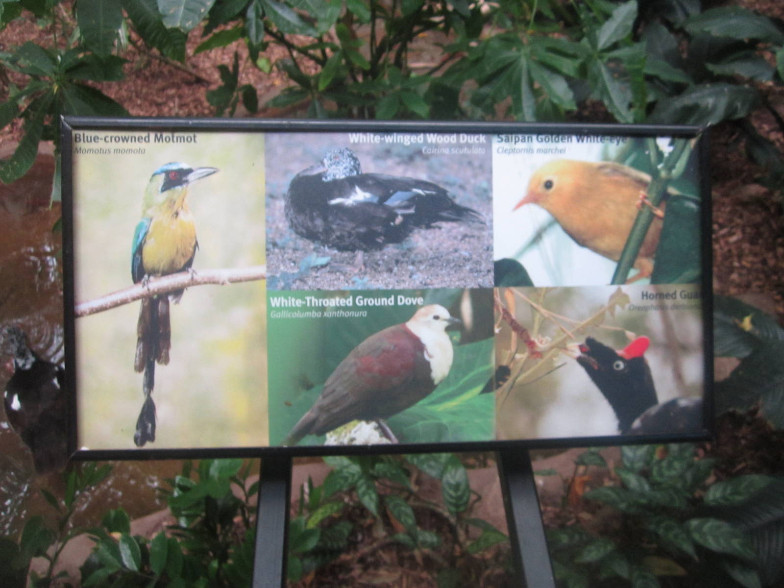 Aug. 2012-Tropical Forests sign