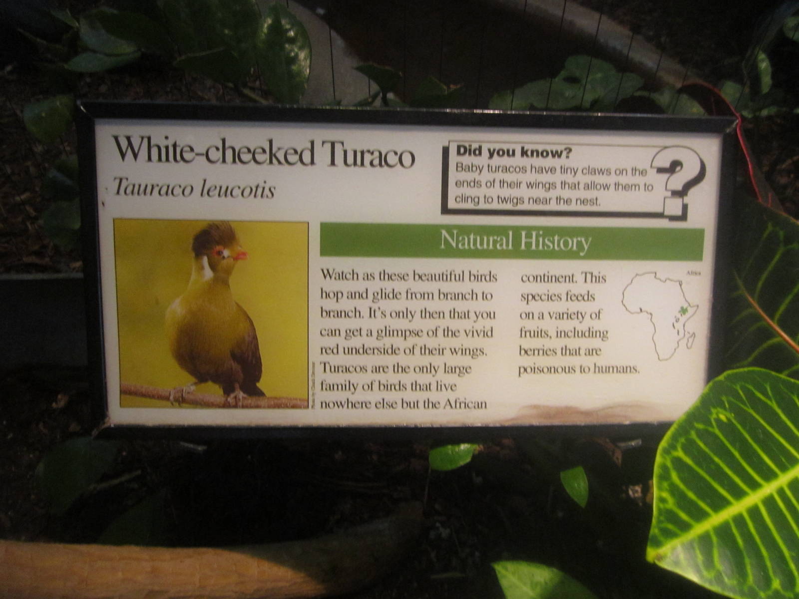Aug. 2012-Turaco sign