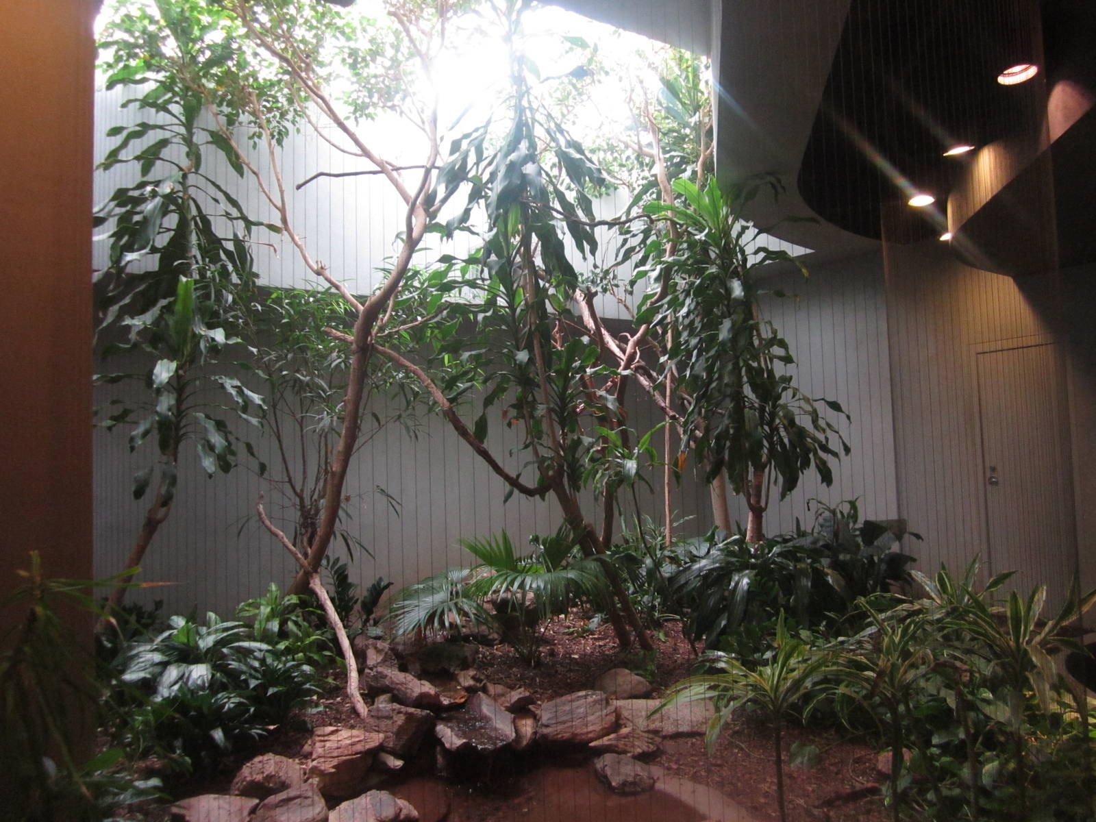 Aug. 2012-Victoria Crowned Pigeon exhibit