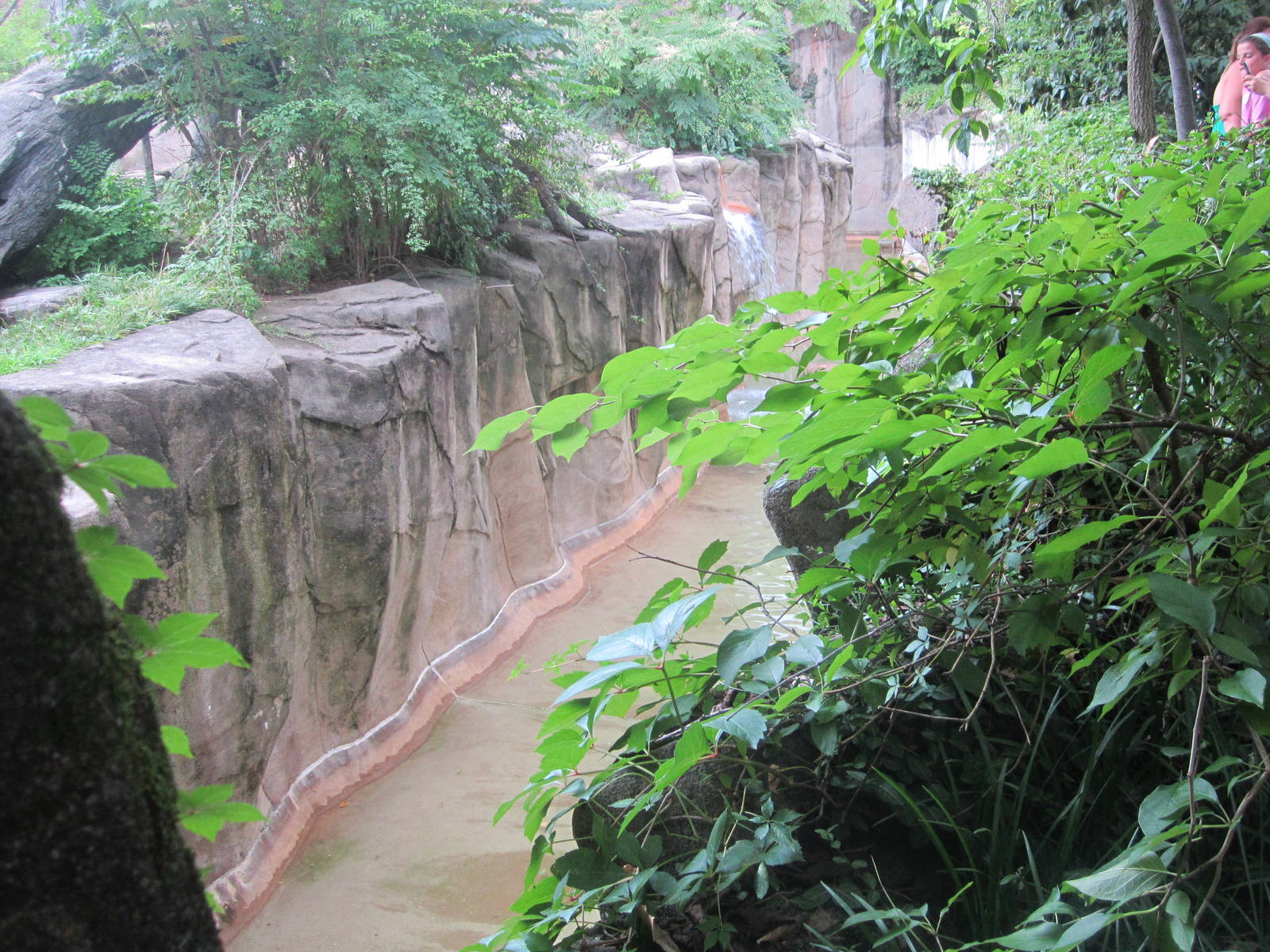 Aug. 2012-Western Lowland Gorilla exhibit moat