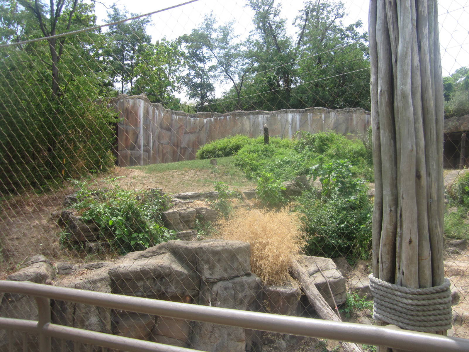 Aug. 2012-Western Lowland Gorilla exhibit