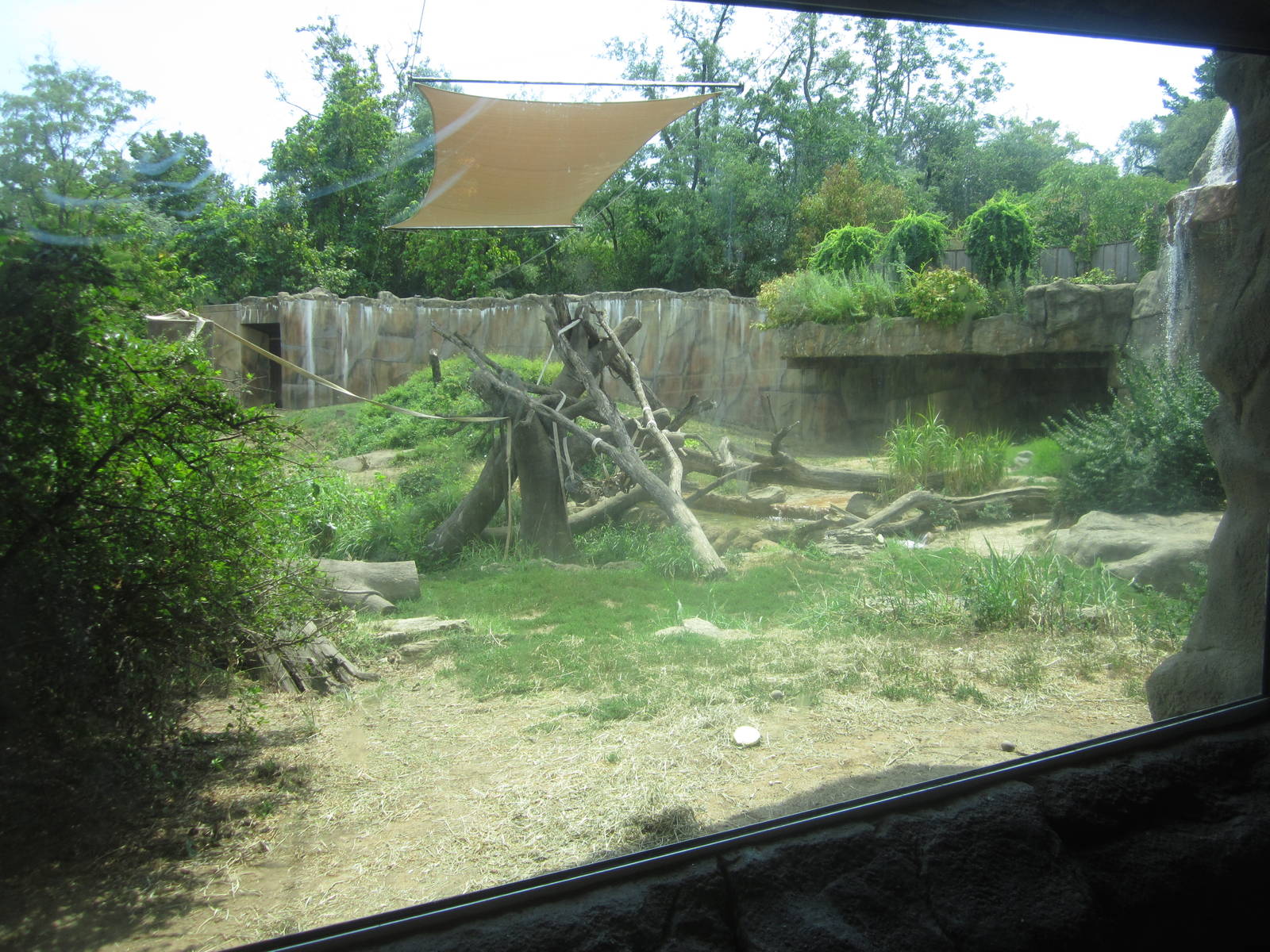 Aug. 2012-Western Lowland Gorilla exhibit
