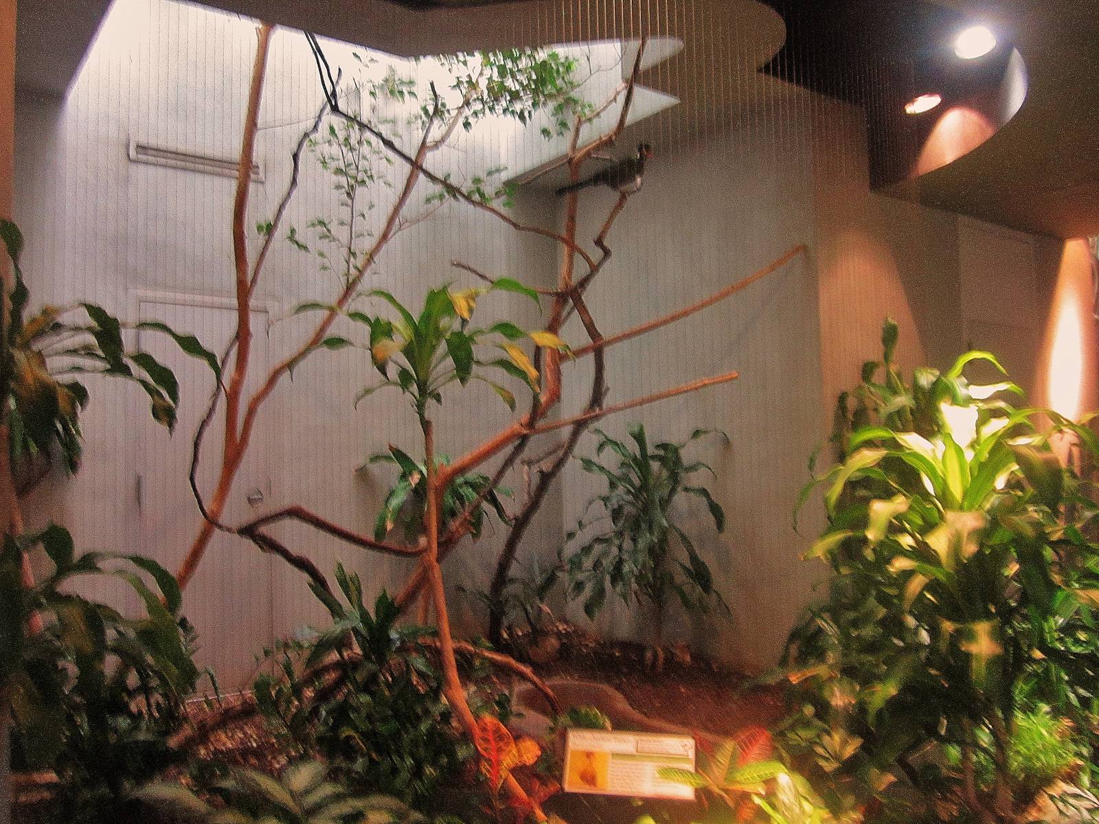 Aug. 2012-White-cheeked Turaco exhibit