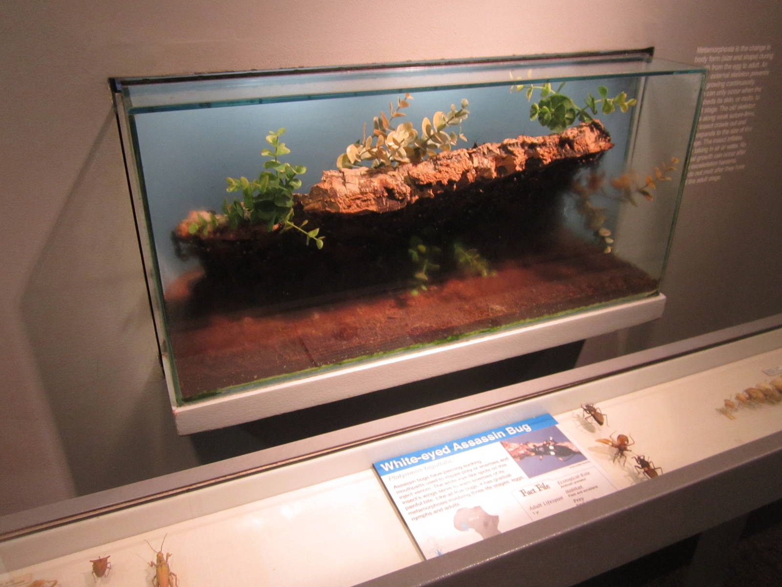 Aug. 2012-White-eyed Assassin Bug