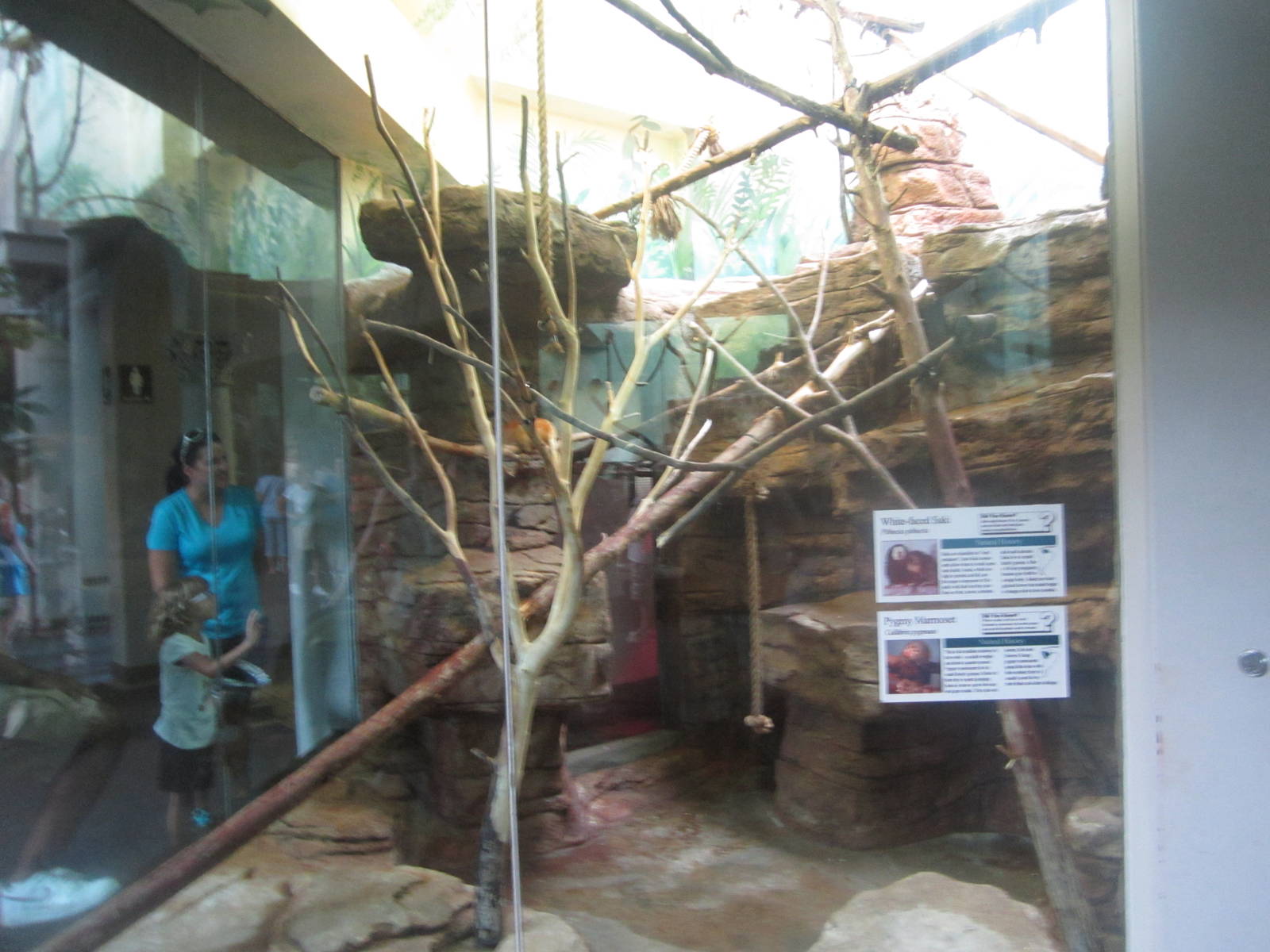 Aug. 2012-White-faced Saki/Pygmy Marmoset/Golden-headed Lion Tamarin exhibi