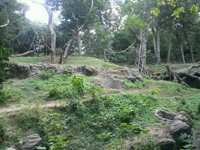 Aug. 2012-White-handed Gibbon/Sumatran Orangutan exhibit