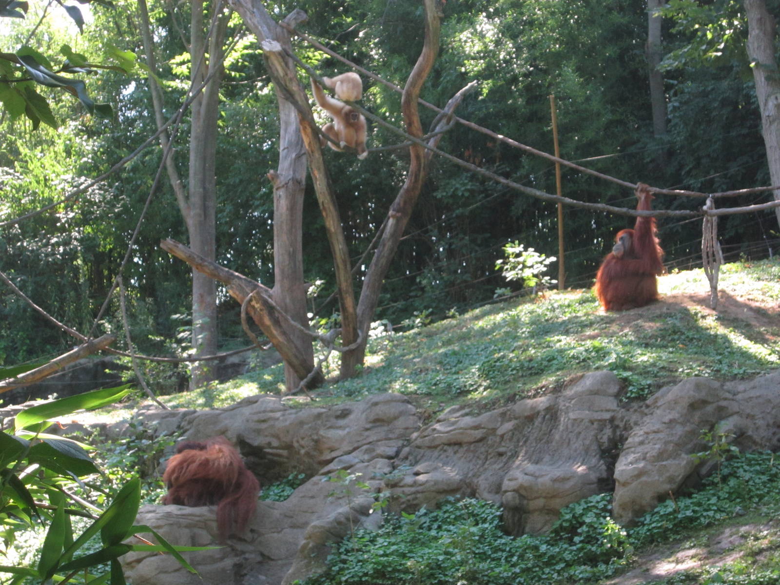 Aug. 2012-White-handed Gibbons + Lana, and Henry