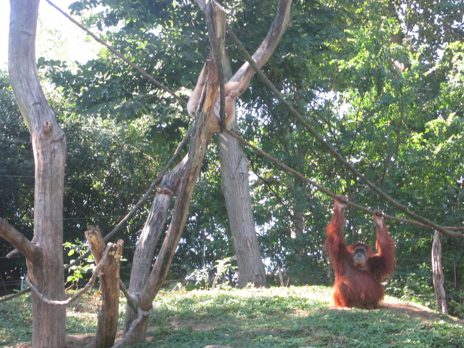 Aug. 2012-White-handed Gibbons + Lana
