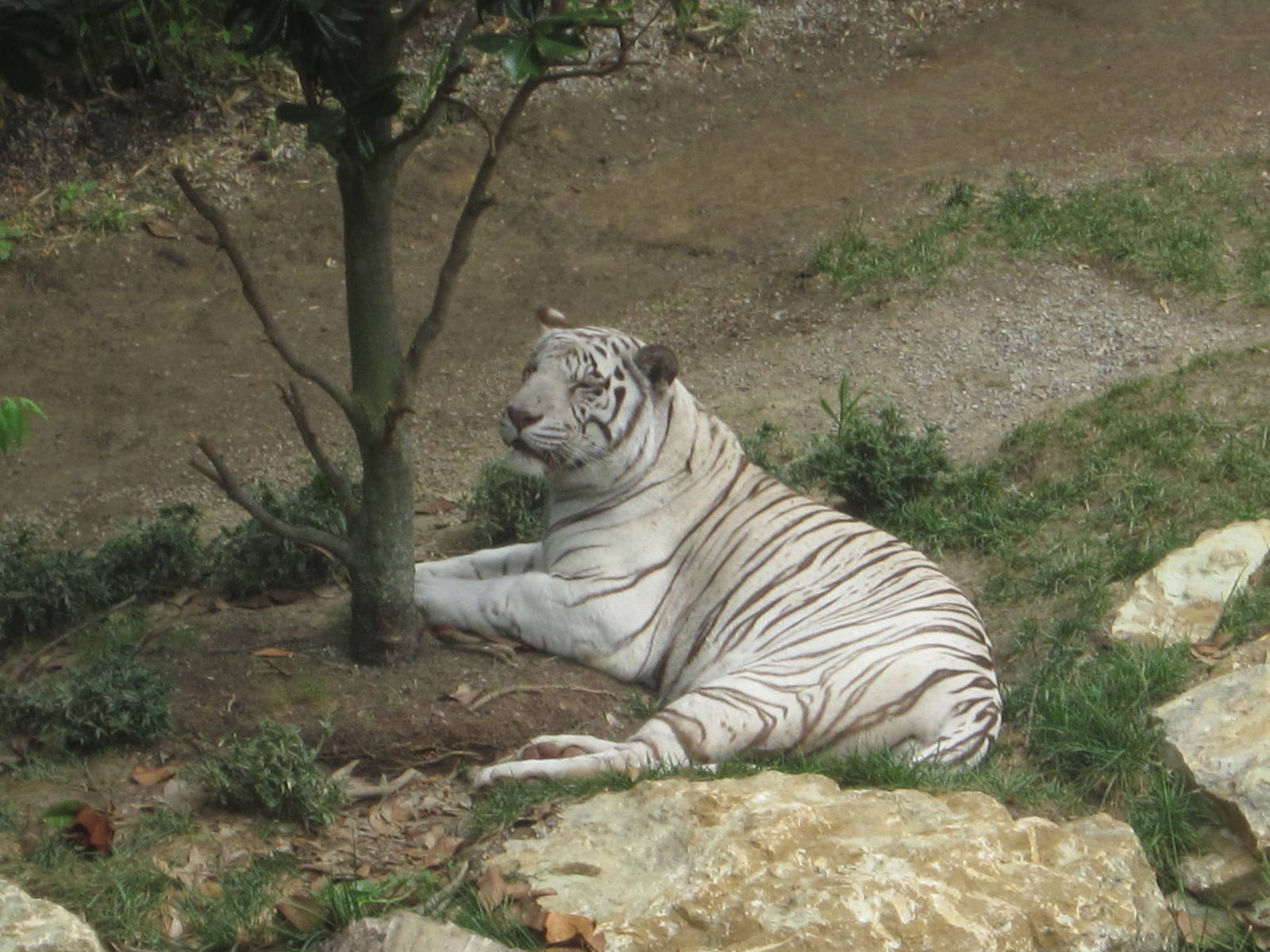 Aug. 2012-White Tiger