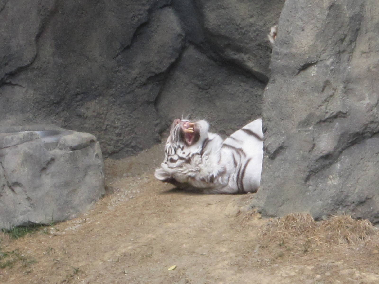 Aug. 2012-White Tiger