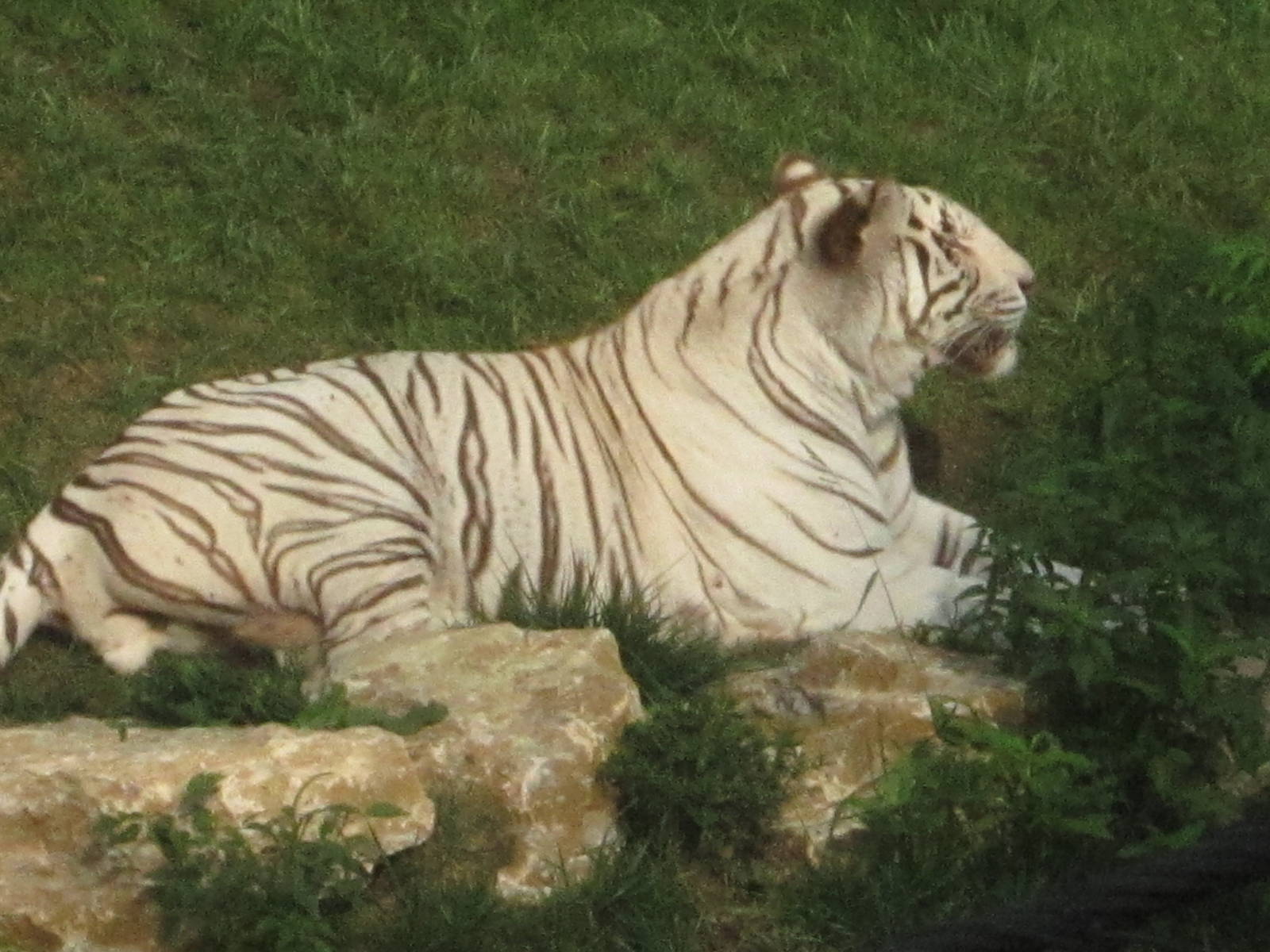 Aug. 2012-White Tiger