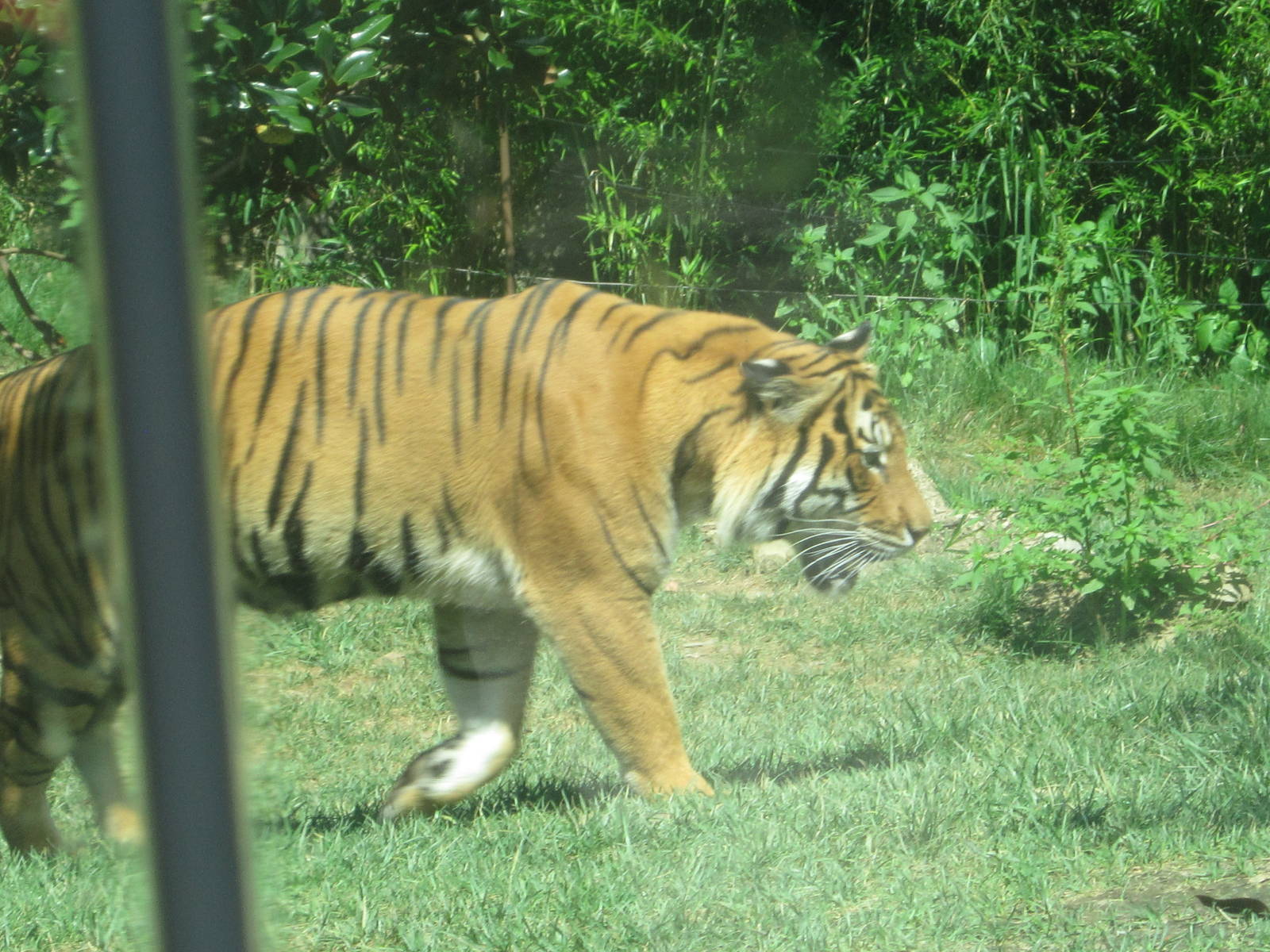 Aug. 2012-Who-Dey on the Prowl
