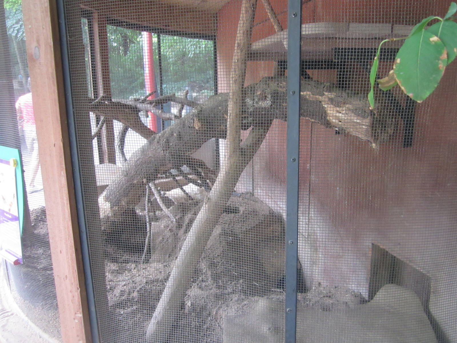 Aug. 2012-Woodchuck exhibit