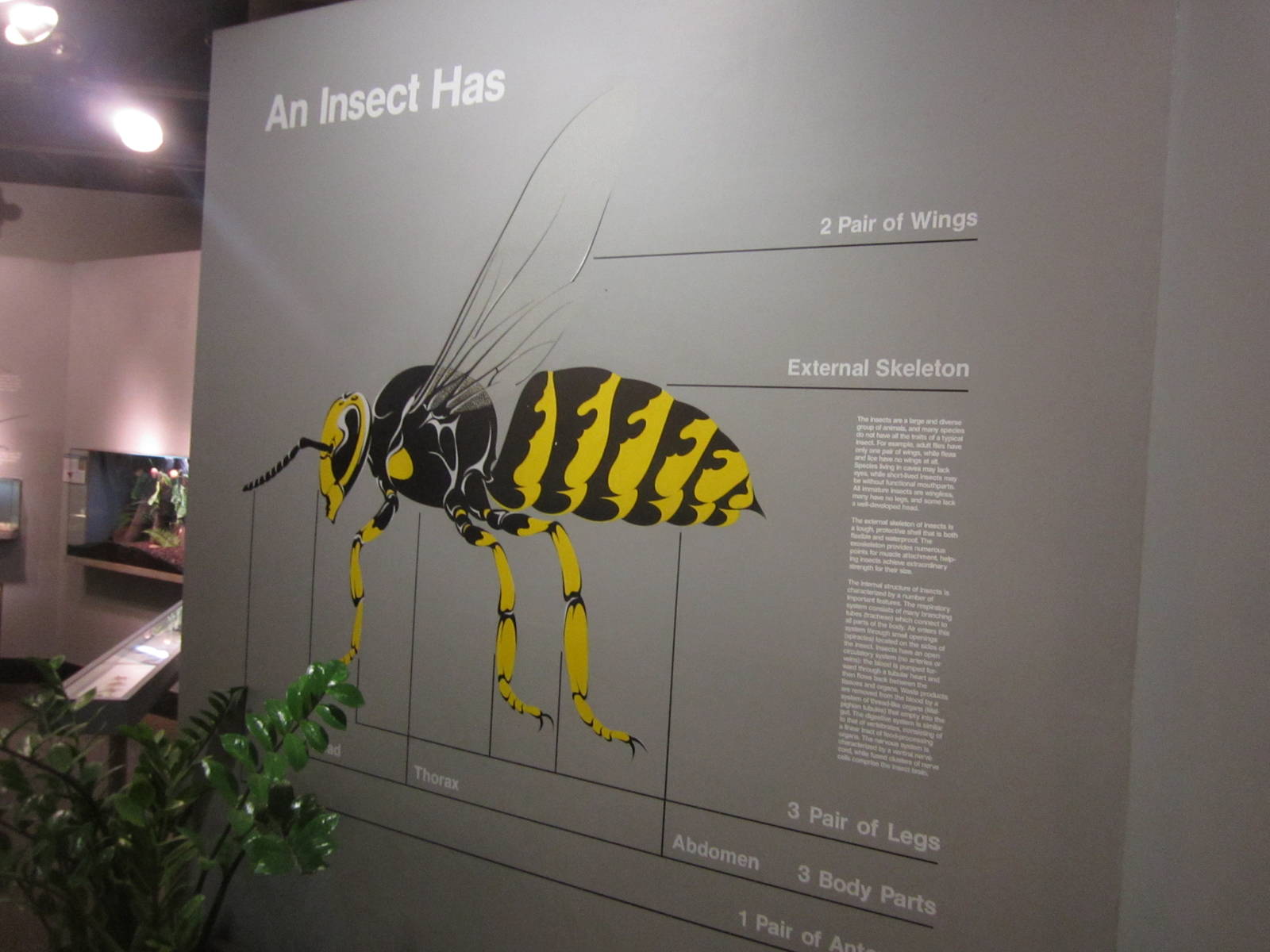 Aug. 2012-World of the Insect