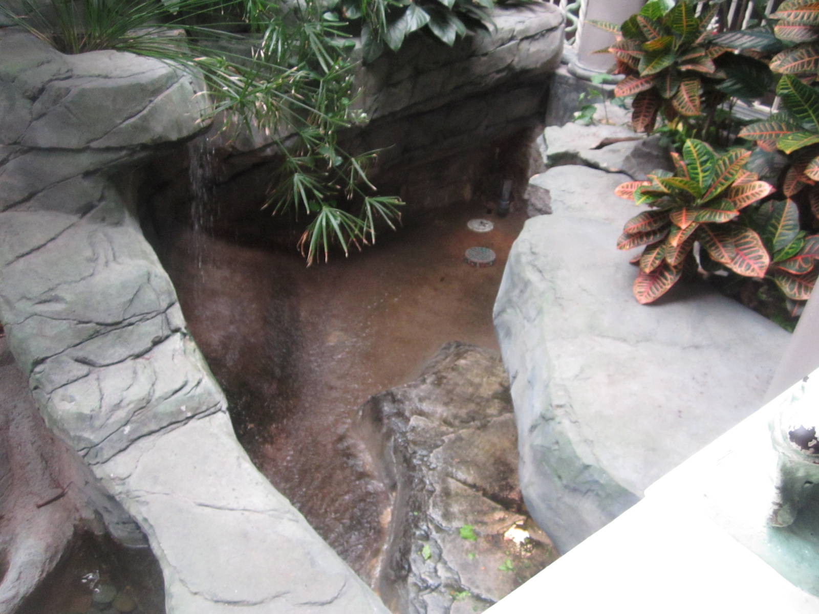 Aug. 2012-Yellow-headed Temple Turtle exhibit