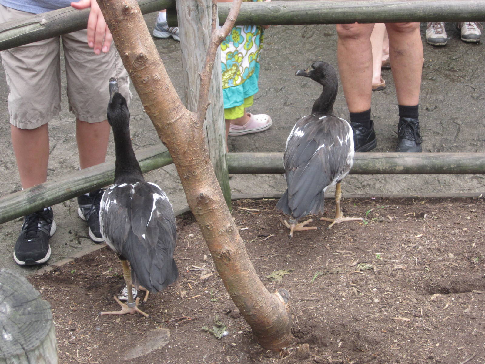Aug. 2012-Young Magpie Geese