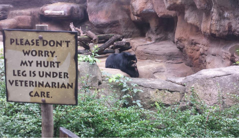 Aug. 2013 - Bear Hill - Spectacled Bear