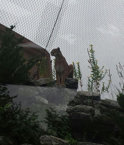 Aug. 2013 - Cat Canyon - Cougar - Joseph