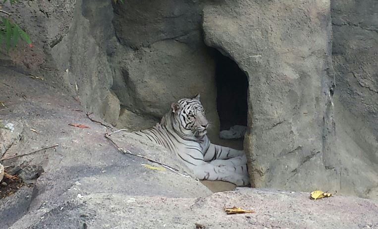 Aug. 2013 - Cat Canyon - White Tiger