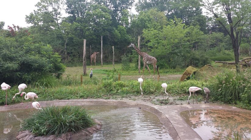 Aug. 2013 - Giraffe Ridge - Greater Flamingos + Grey-crowned Crane + Masai