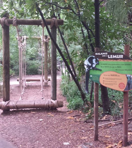 Aug. 2013 - Jungle Trails - Balance Like a Lemur