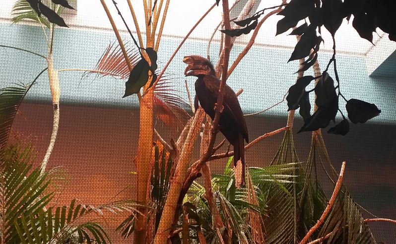 Aug. 2013 - Jungle Trails - Black-casqued Hornbill