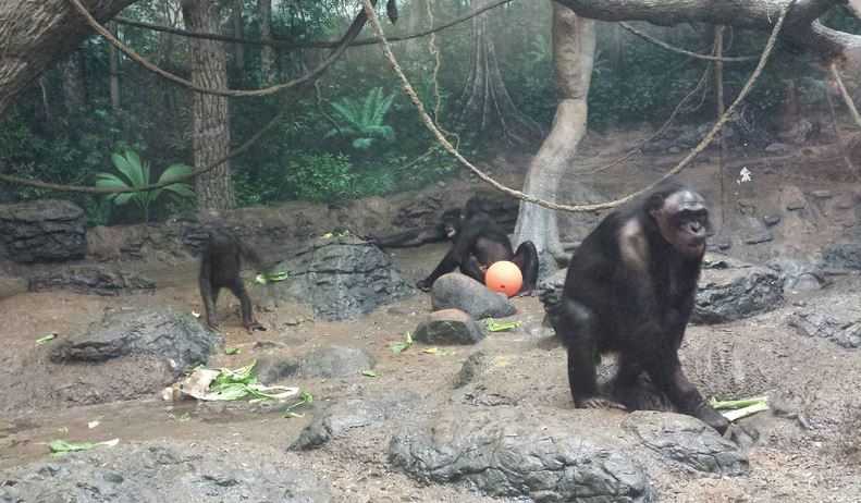 Aug. 2013 - Jungle Trails - Bonobos - Vijay + Vim + Louise