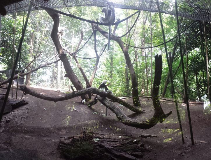 Aug. 2013 - Jungle Trails - Coquerel's Sifaka Outdoor Exhibit