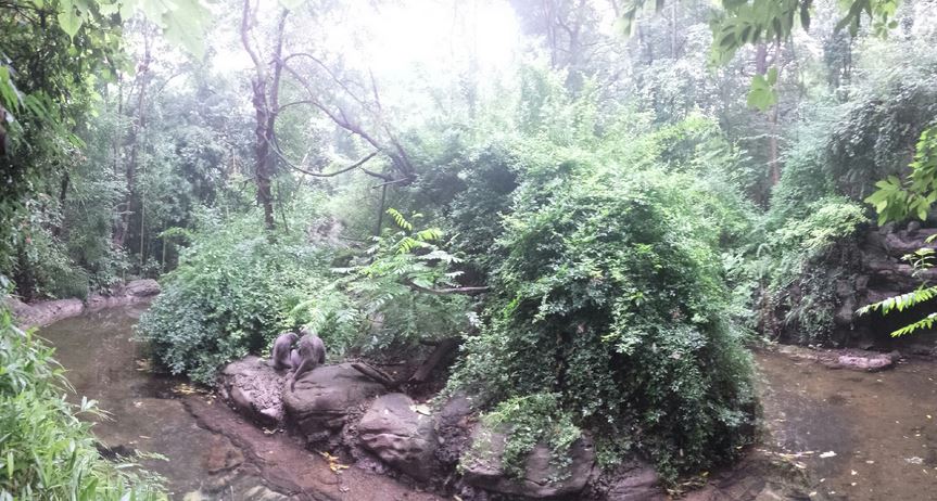 Aug. 2013 - Jungle Trails - Mueller's Gibbon Island