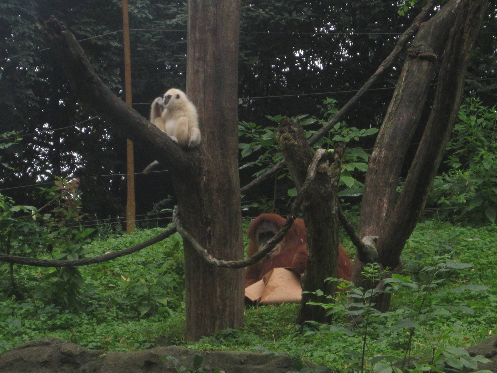 Aug. 2013 - Jungle Trails - Possum + Lana