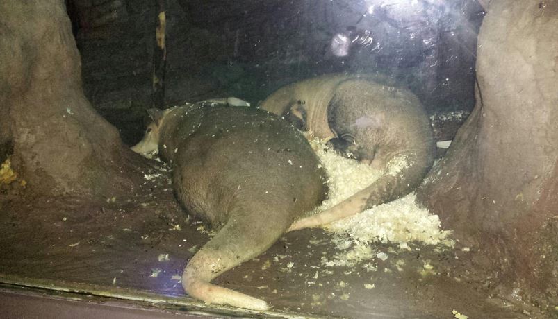 Aug. 2013 - Night Hunters - Aardvarks