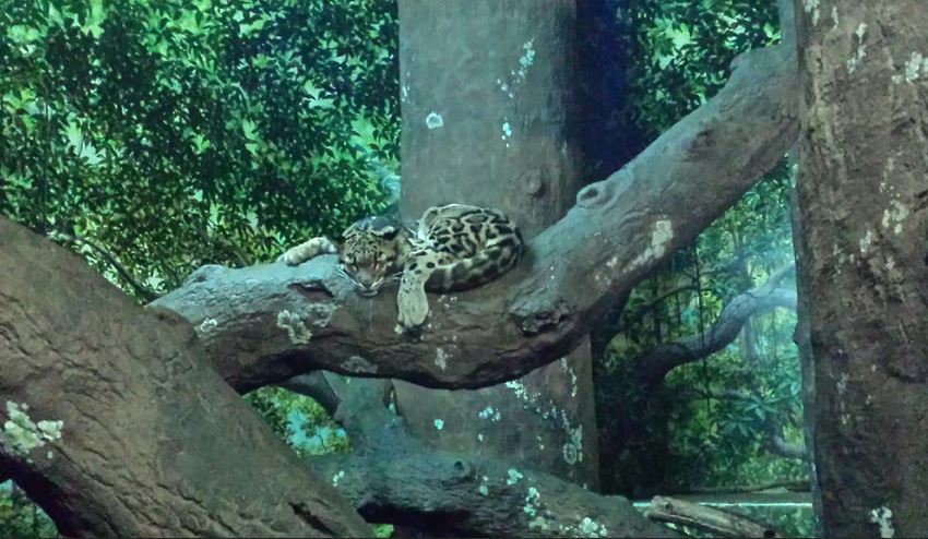 Aug. 2013 - Night Hunters - Clouded Leopard
