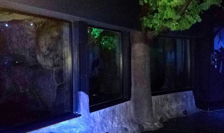 Aug. 2013 - Night Hunters - Common Vampire Bat Exhibit