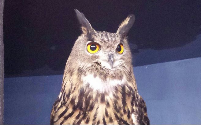 Aug. 2013 - Night Hunters - Eurasian Eagle Owl