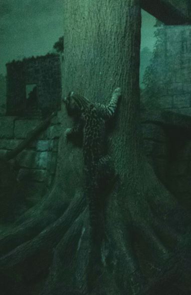 Aug. 2013 - Night Hunters - Southern Brazilian Ocelot