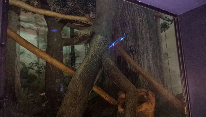 Aug. 2013 - Night Hunters - Tayra Exhibit