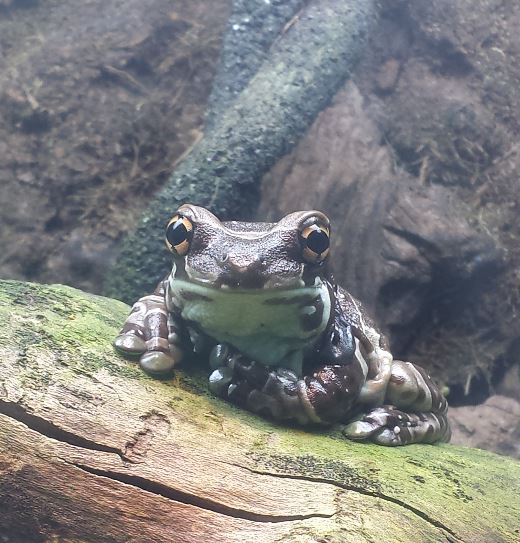 Aug. 2013 - Reptile House - Amazon Milk Frog