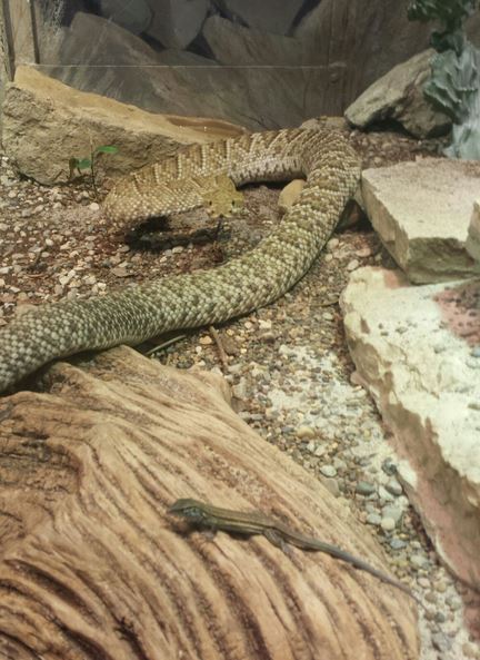 Aug. 2013 - Reptile House - Mexican West Coast Rattlesnake + Desert Grassla