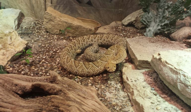 Aug. 2013 - Reptile House - Mexican West Coast Rattlesnake