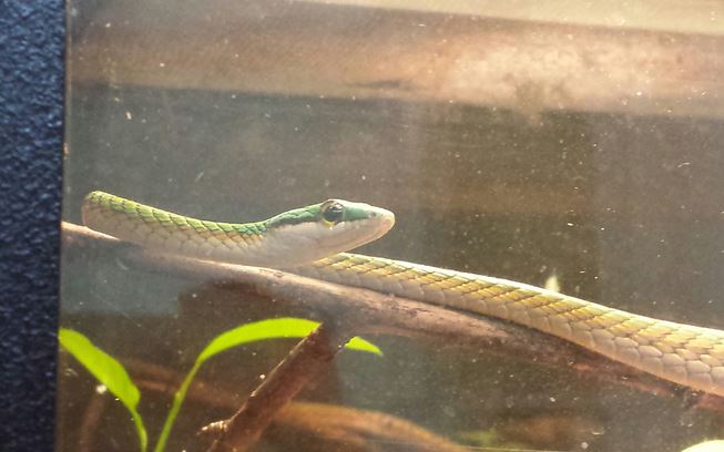 Aug. 2013 - Reptile House - Parrot Snake