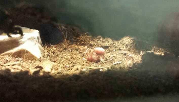 Aug. 2013 - Reptile House - Pinkie