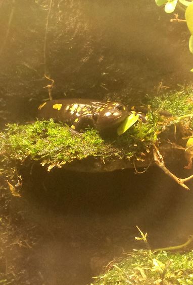 Aug. 2013 - Reptile House - Spotted Salamander