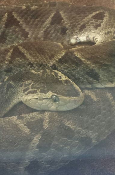 Aug. 2013 - Reptile House - Terciopelo