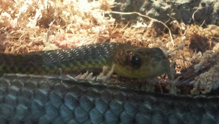 Aug. 2013 - Reptile House - Tropical Racer