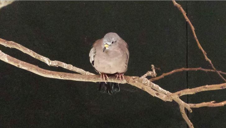 Aug. 2013 - Wings of the World - Croaking Ground Dove