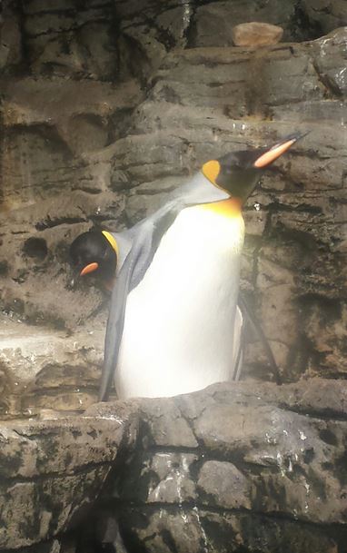 Aug. 2013 - Wings of the World - King Penguins