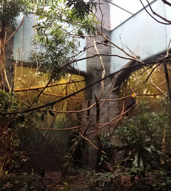 Aug. 2013 - Wings of the World - Rhinoceros Hornbill Aviary