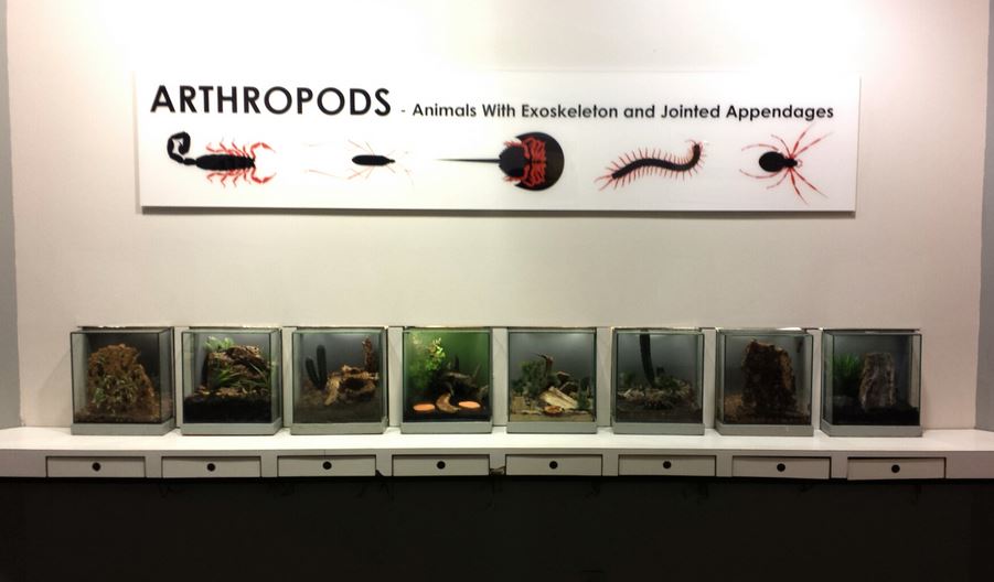 Aug. 2013 - World of the Insect - Arthropods Exhibits
